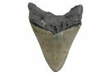 Serrated, Fossil Megalodon Tooth - North Carolina #378030-2